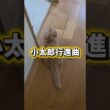 【行進するマンチカン】#shorts #猫 #ねこ #cat