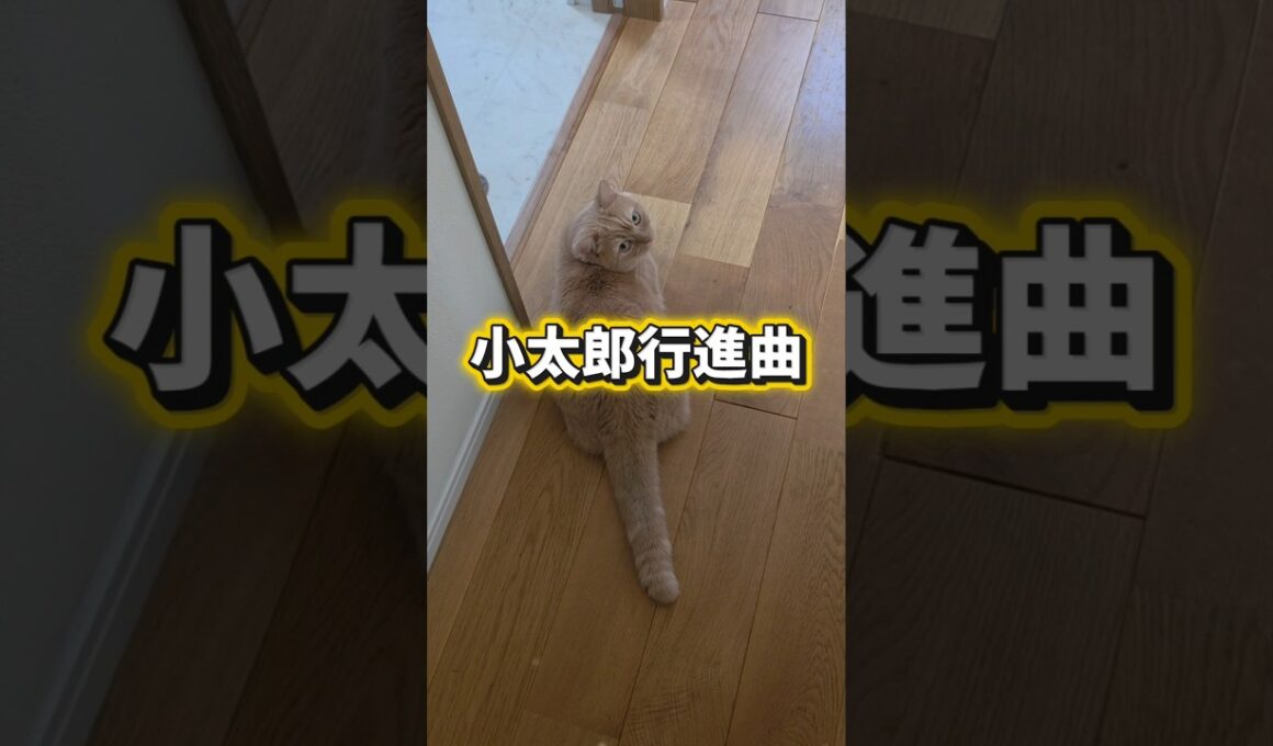 【行進するマンチカン】#shorts #猫 #ねこ #cat