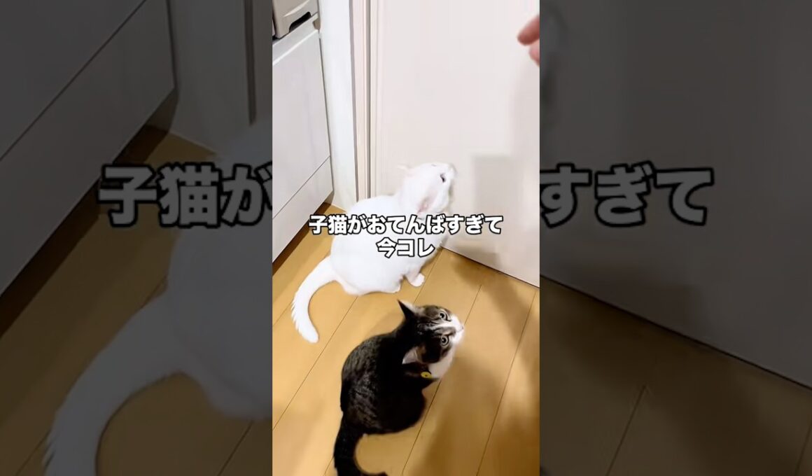おてんば子猫に耐えられない兄と姉w #子ネコ #保護猫 #猫 #cat