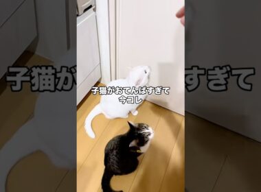 おてんば子猫に耐えられない兄と姉w #子ネコ #保護猫 #猫 #cat