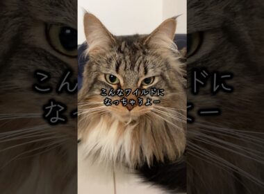 メインクーンってどんな猫❓ #cat #猫 #ねこ #ネコ #shorts