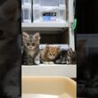 3匹の可愛いメインクーン赤ちゃん