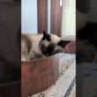 静かにスヤスヤ寝るシャム猫🐱 - Cats Sleeping - #shorts #cat
