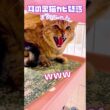 【今日のまめちゃん】病院の練習。。。