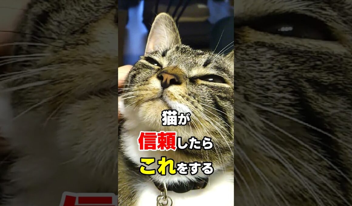 猫が心の底から信頼している人にしか見せない10の行動 #猫雑学 #ねこたんの解説 #猫