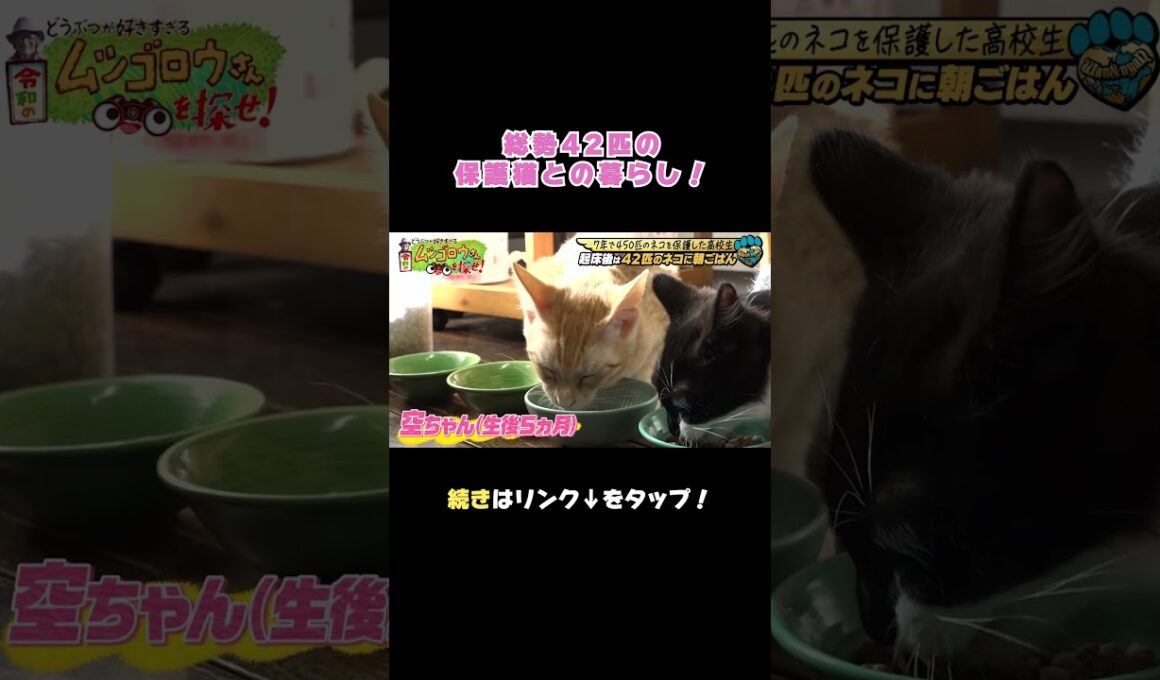 朝はたくさんの猫ちゃんと一緒に起床☀️ご飯も圧巻の光景！ #猫 #保護猫 #猫のいる暮らし