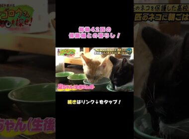 朝はたくさんの猫ちゃんと一緒に起床☀️ご飯も圧巻の光景！ #猫 #保護猫 #猫のいる暮らし