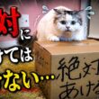 絶対にあけてはいけない箱をあけてしまった猫たちに待っていた運命は…！？