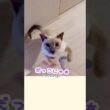 スーパーから帰ってきたら…パパの言葉に返事する甘えん坊猫🥹💕