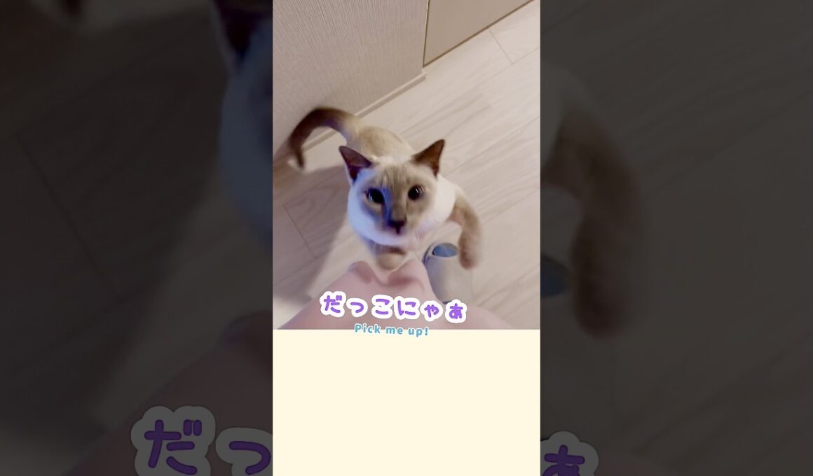 スーパーから帰ってきたら…パパの言葉に返事する甘えん坊猫🥹💕