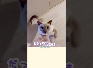 スーパーから帰ってきたら…パパの言葉に返事する甘えん坊猫🥹💕