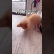 ミルクボランティアの子猫が俯いて変な音がするから覗いてみると #子猫 #猫 #shorts