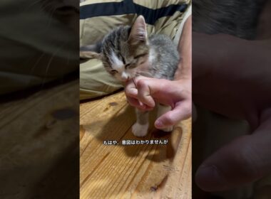 離乳したての子猫の行動が謎すぎる #cat #保護猫