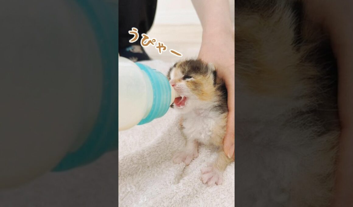 子猫のかわいいミルクを飲んでいる動画｜子猫は世界を測っている｜小さな動きに成長がつまっている【保護猫生活】