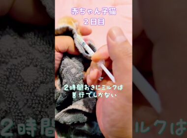 【赤ちゃん子猫】へその緒の黒いのがとれた。昨日は1滴ずつチビチビ口に入れるしかできなかったのに、今日は自分から飲むようになった。この時期の子猫は1日10gぐらい体重が増えるはずなのに３gしか増えてない