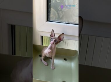 Meet Marfa: Stunning Cornish Rex, Black Siamese with White 💙🐾 #CornishRexKitten