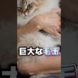 【衝撃】家で飼える巨大猫TOP5！1位は全長1m超え #雑学