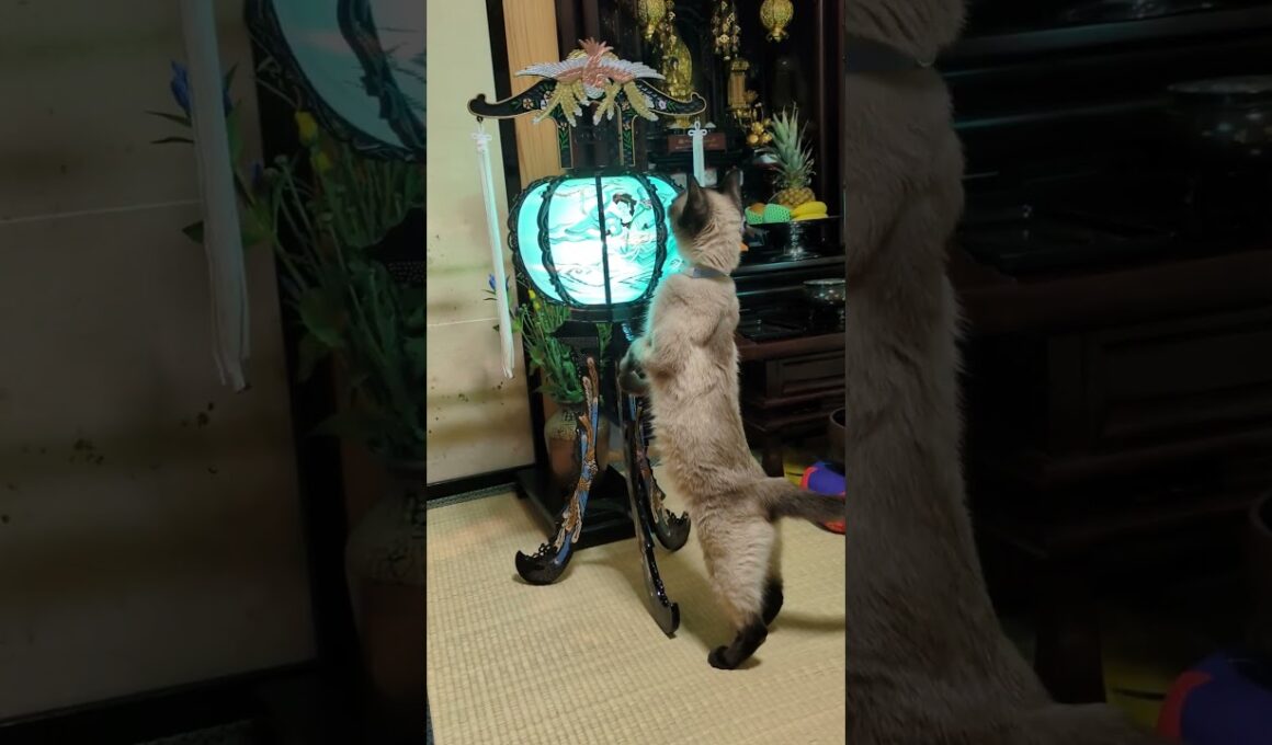 マロンちゃんのお盆🐱 #cat #catshorts #シャム猫  #猫のいる暮らし #猫のいる生活 #お盆