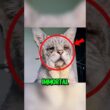 Top 5 Longest Living Cats
