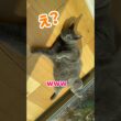飼い主 帰宅時の猫の反応