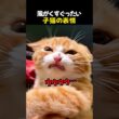 風がくすぐったい子猫の表情