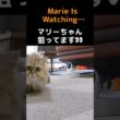 マリーちゃんの待ち伏せ作戦、ひめちゃん逃げて〜！😂💨#ペルシャ猫 #猫 #猫動画 #猫ショート #マリーちゃん #ひめちゃん #ぎんちゃん #チンチラシルバー #チンチラゴールデン