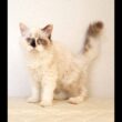セルカークレックス子猫　Selkirk Rex　2026.3.31産まれ　　ライラックトーティーシェル　巻き毛　女の子　シーダキャット猫のお店