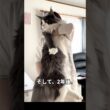 MA【2年でこうなった】子猫だったメインクーン、現在がデカすぎる。