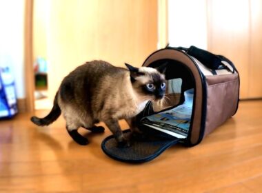 病院へ行こうとしたら逃げたシャム猫をペポが呼びに行ってくれたが👜【初盆追悼🕯🕯②】