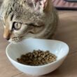 子猫のお昼ご飯(鳴き声とカリカリ音あり)