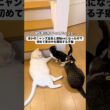 子猫に真菌感染が発覚→隔離が甘く長女猫に感染→次男猫に感染→長男（ボス猫）に感染…全員に感染してしまいました。感染者同士の接触許可が出たため、このような形になりましたが全員と触れ合うことになりました