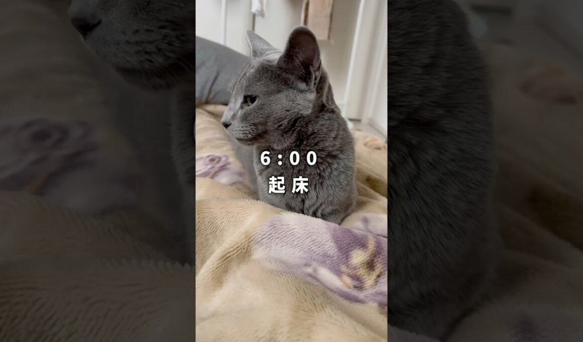 猫の1日ルーティン🐈‍⬛✨️ #shorts #猫 #ねこ  #cat #ロシアンブルー #猫のいる暮らし #ネコ