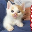 子猫たちの今後についてお知らせがあります