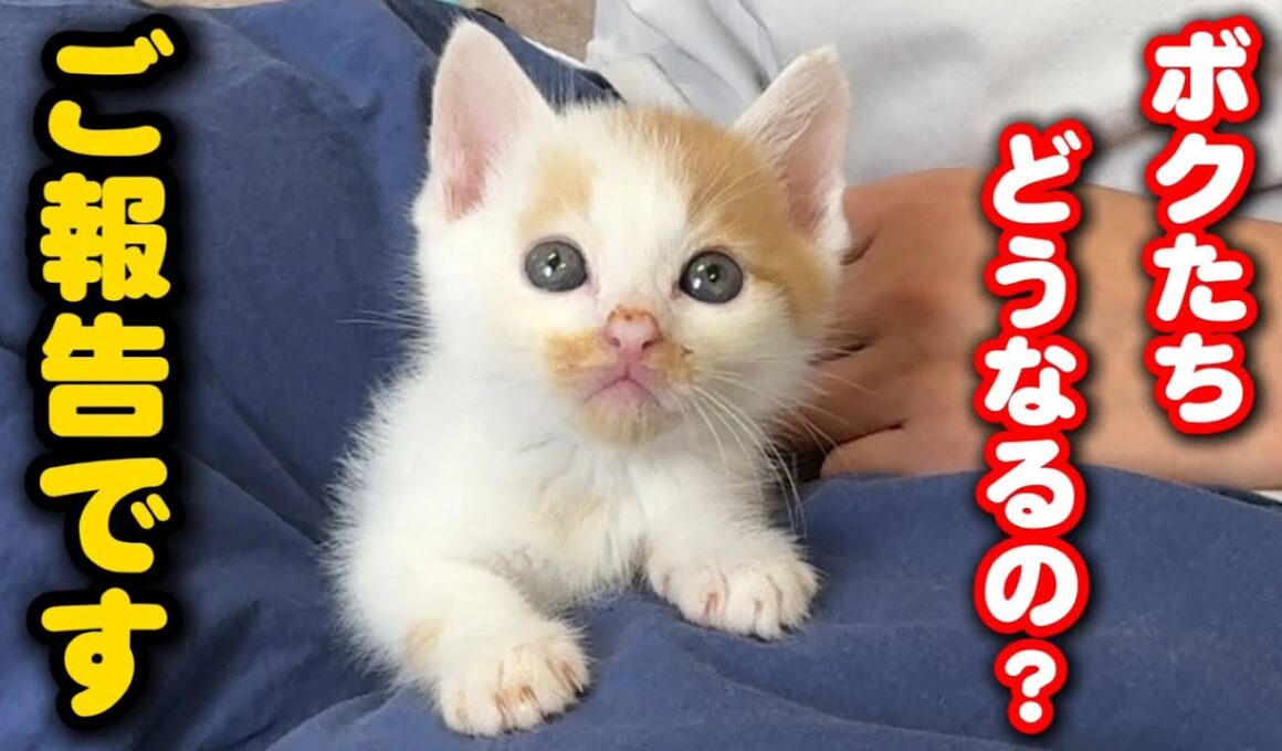 子猫たちの今後についてお知らせがあります