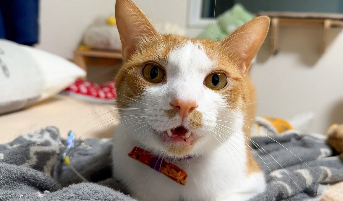 ずっと無視されて可哀想な猫だ
