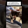 【Ep.14子猫3匹を保護して1か月。手術代を除いていくらかかった？💸】 #子猫  #猫 #shorts