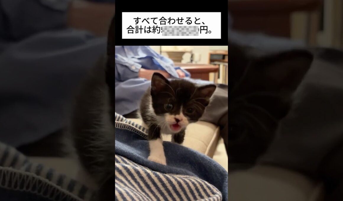 【Ep.14子猫3匹を保護して1か月。手術代を除いていくらかかった？💸】 #子猫  #猫 #shorts