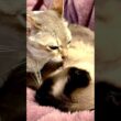 ペロペロでたぬき猫を寝かしつけて自分もたぬき猫枕で寝ちゃうシンガプーラなのにゃ♪#cat #シンガプーラ #トンキニーズ#たぬき猫#singapura#tonkinese