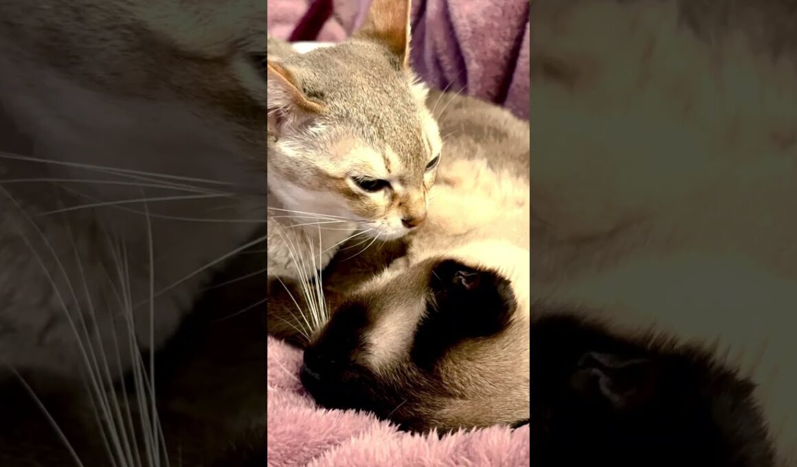 ペロペロでたぬき猫を寝かしつけて自分もたぬき猫枕で寝ちゃうシンガプーラなのにゃ♪#cat #シンガプーラ #トンキニーズ#たぬき猫#singapura#tonkinese