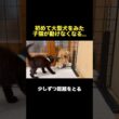 初めて大型犬をみた子猫が動かなくなっちゃいました...【ゴールデンレトリバー・ボーダーコリー】#shorts