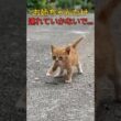 子猫を保護して連れて行こうとしたその時…弟猫が必死に追いかけてきた
