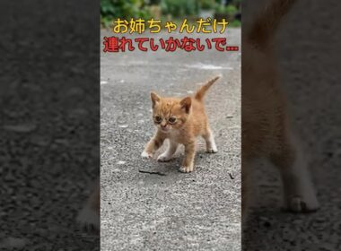 子猫を保護して連れて行こうとしたその時…弟猫が必死に追いかけてきた