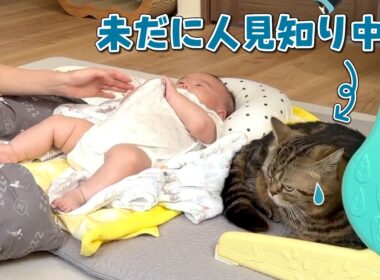 新入りの赤ちゃんに気を遣ってしまう弟猫が可愛すぎた！