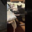 イタズラ好きなシャム雫ちゃん。黒猫くーと悪ふざけのネコパン応酬ｗ