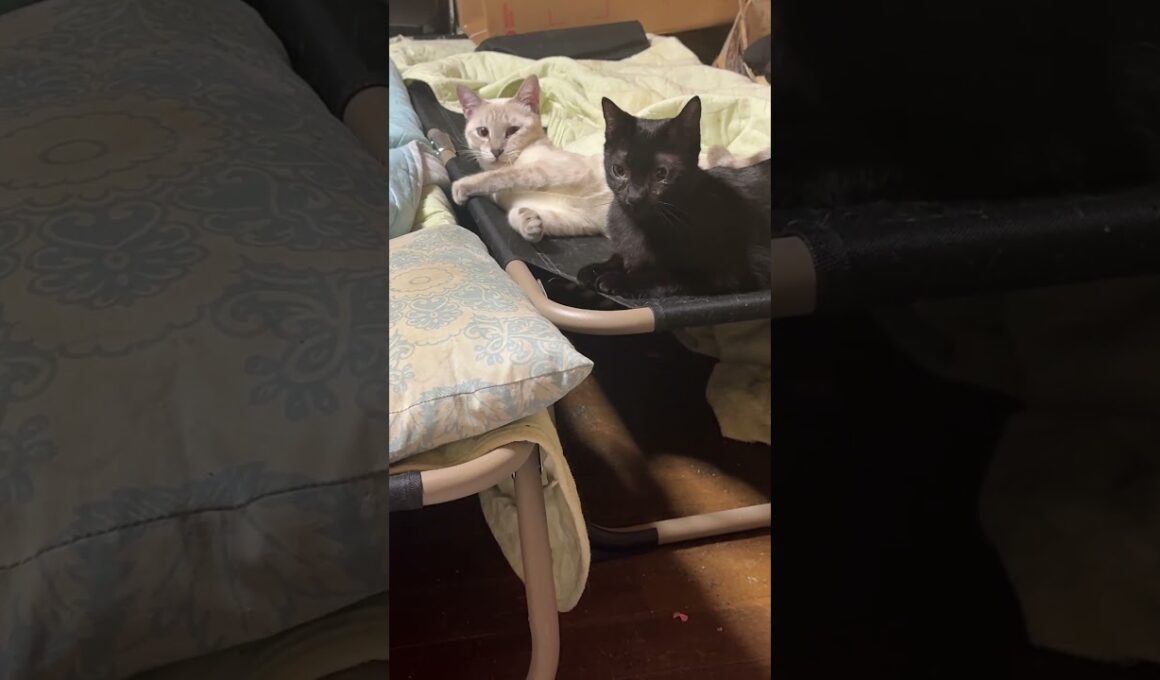 イタズラ好きなシャム雫ちゃん。黒猫くーと悪ふざけのネコパン応酬ｗ