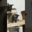 楽しそうに遊ぶメインクーンの子猫達‼️