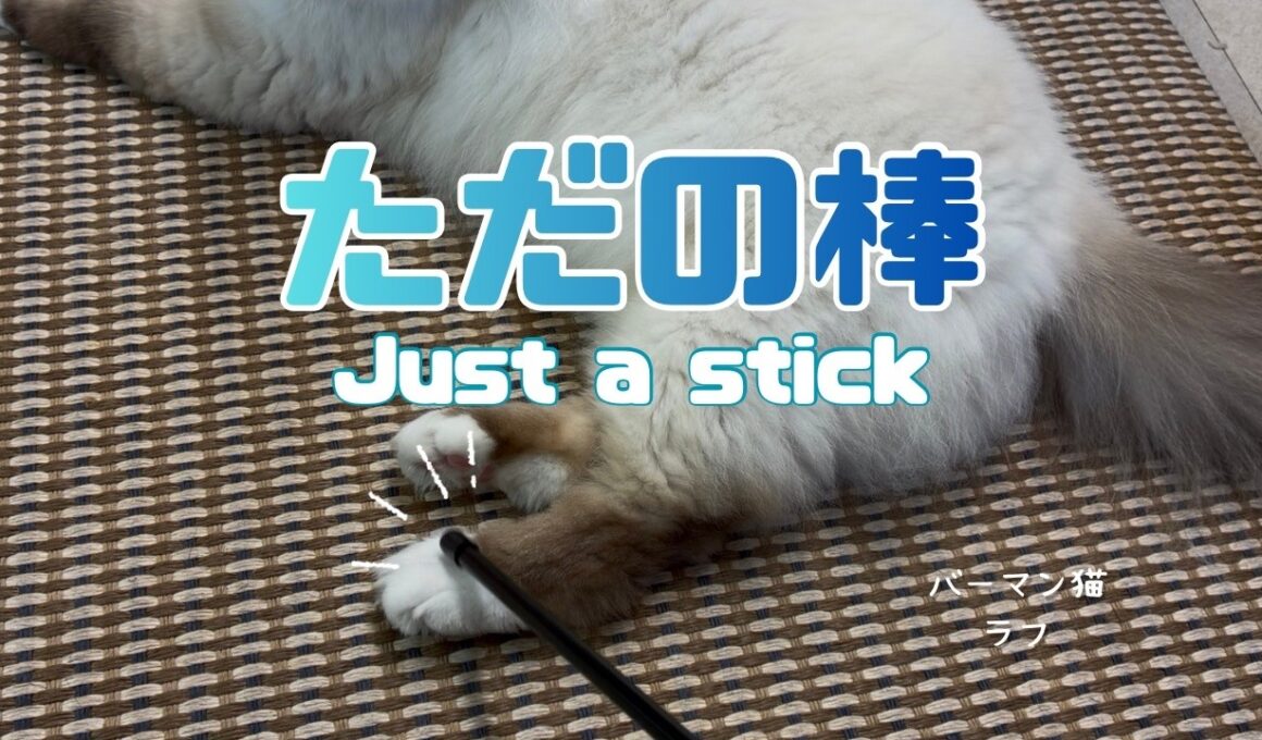 バーマン猫ラフ【ただの棒】Just a stick（バーマン猫）Birman/Cat