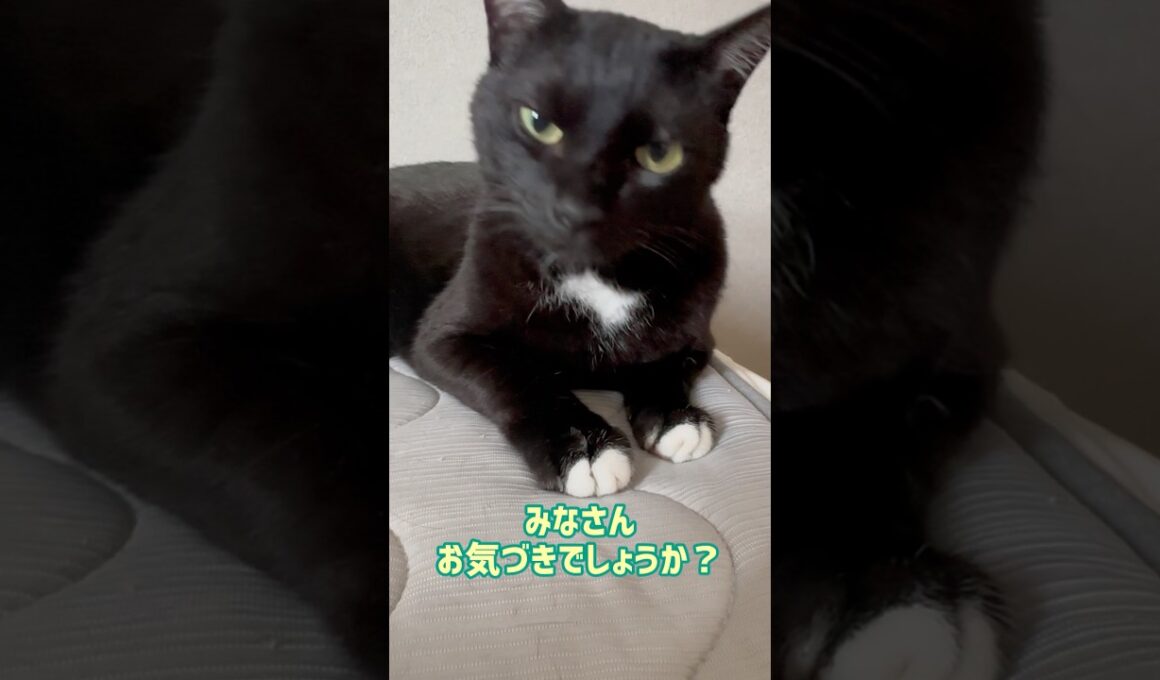 実はこの黒猫‥