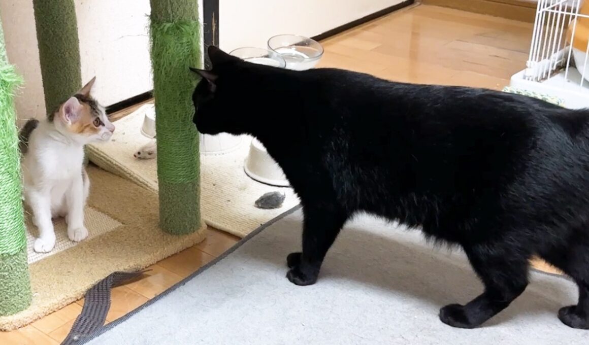 先輩猫たちが見守る中、子猫がドキドキ初のお大冒険！