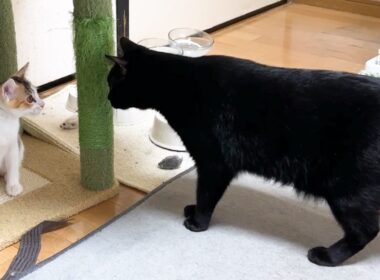 先輩猫たちが見守る中、子猫がドキドキ初のお大冒険！